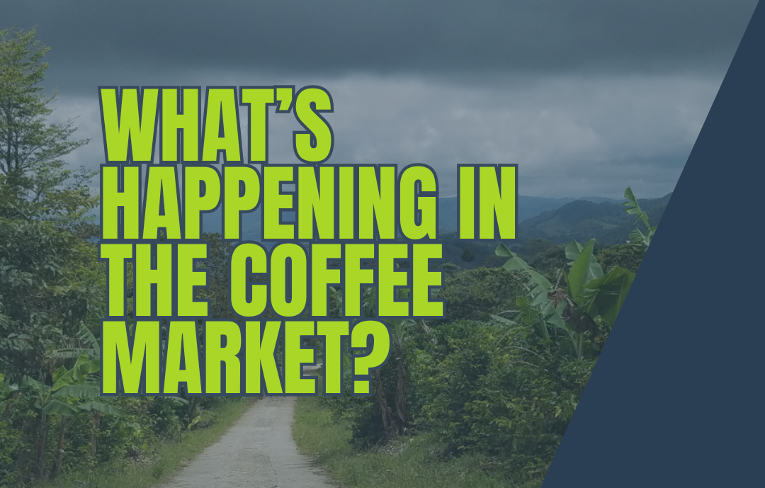 Arabica Coffee Prices Under Pressure: What’s Happening in the Market?
