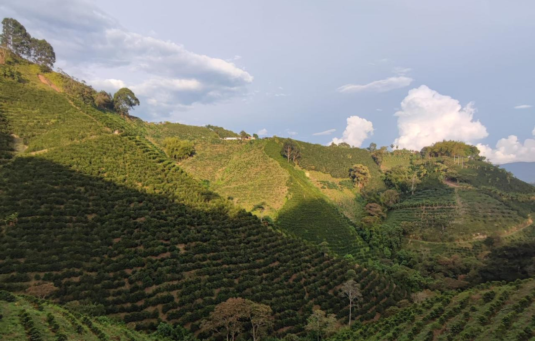 EUDR UPDATES: Breathing Room For Coffee Sectors?